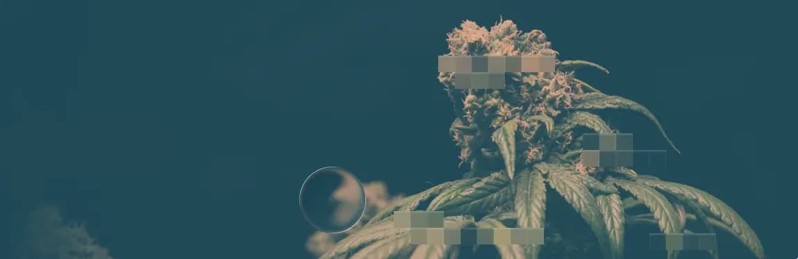 Cannabis strains illustration